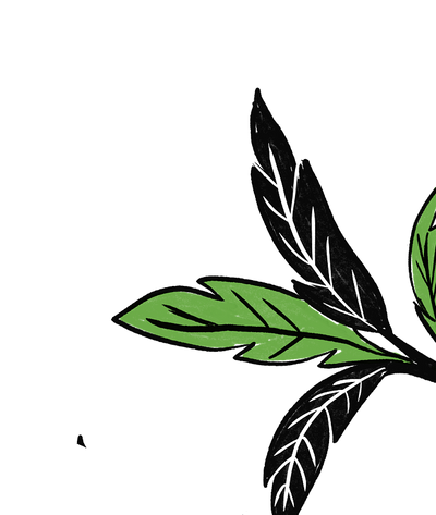 Decoración planta