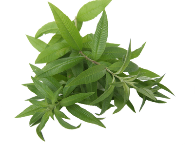 Lemon verbena