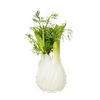 Fennel