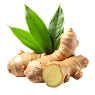 Ginger