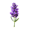 Lavander