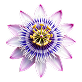 Passionflower