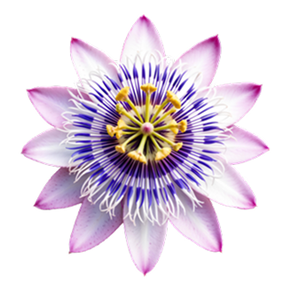 Passionflower