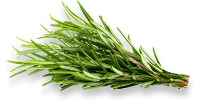 Rosemary